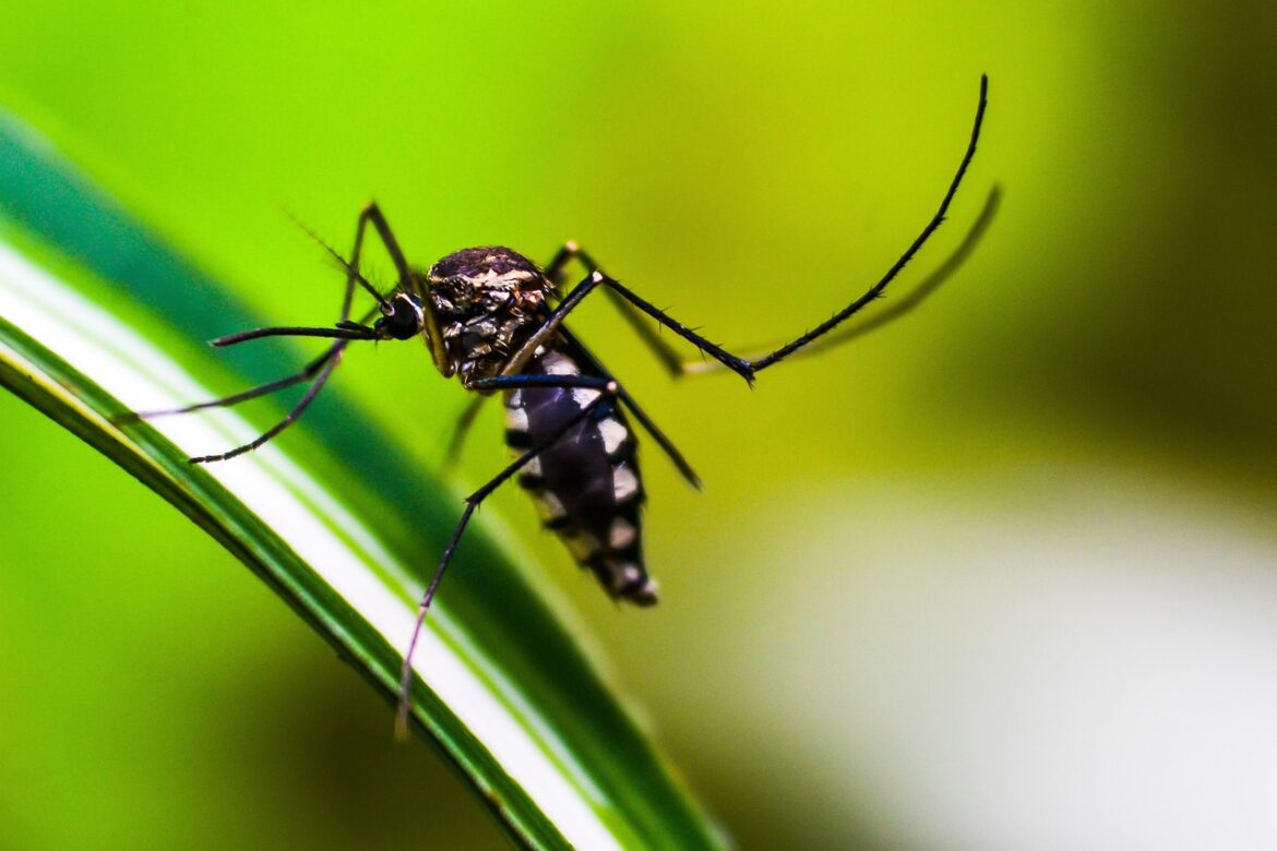 Dengue Mücke Globale Bedrohung durch Aedes aegypti Wie wir uns gegen