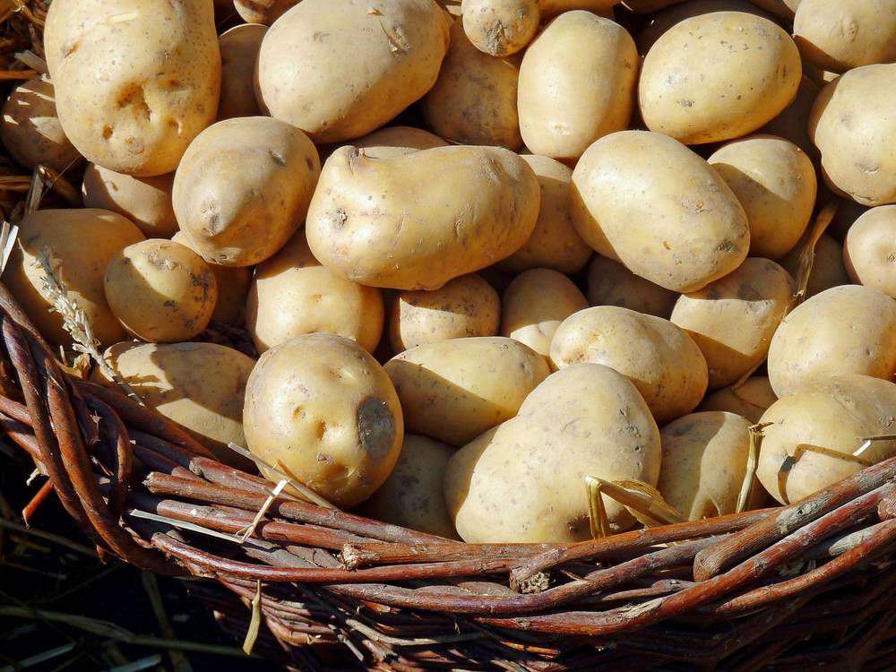 potato Kartoffel